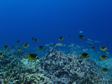 guam525sakana3