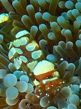 guam610ebi1