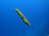guam101unko1