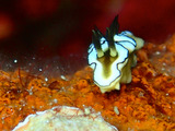 guam613umiushi