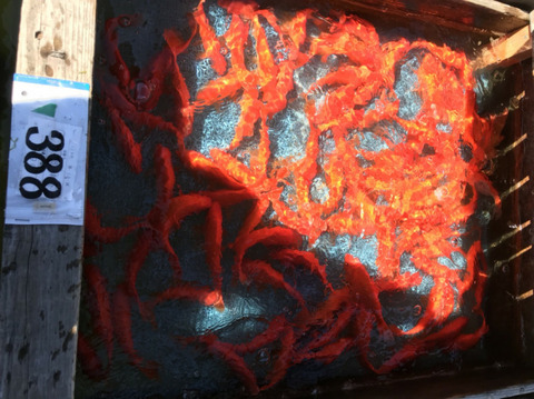 o1080080914210156627