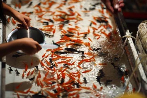 金魚すくい