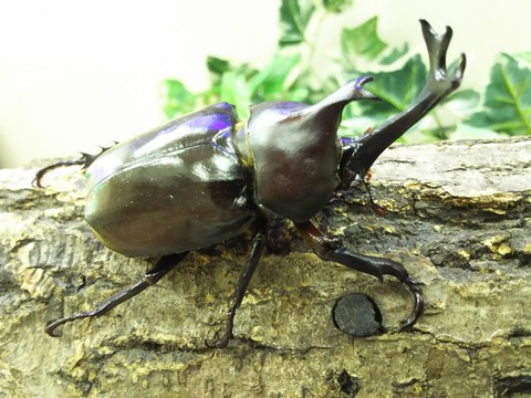 カブトムシ