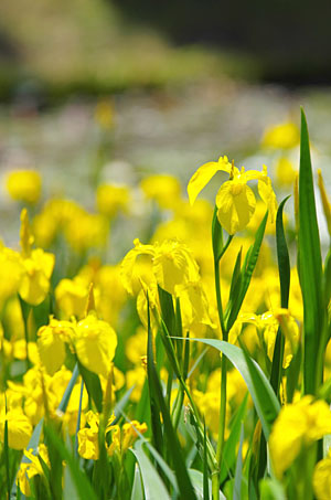 may_2