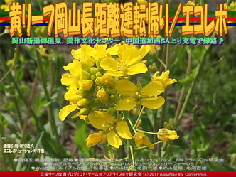 黄リーフ岡山長距離運転帰り/エコレボ画像03 黄リーフ岡山長距離運転帰り/エコレボ画像03