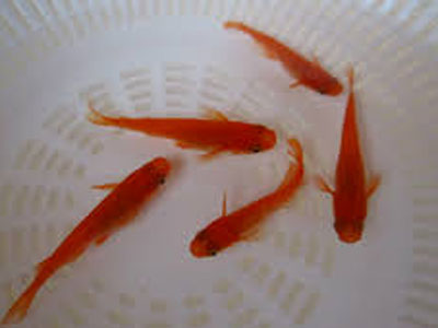 00