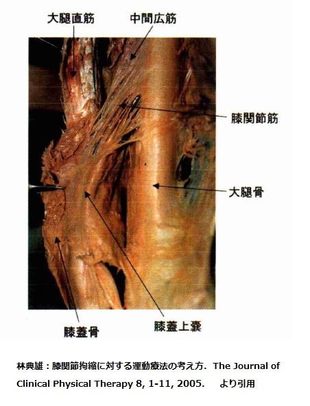 膝関節筋②