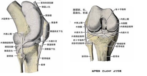 膝関節