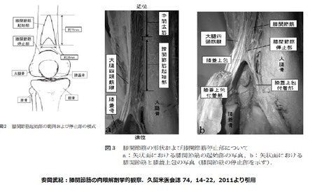 膝関節筋