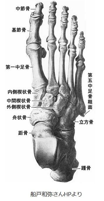 楔状 骨 内側 左足部内側楔状骨近傍に骨隆起と痛みを訴えた一症例