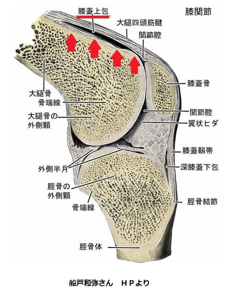膝蓋上囊
