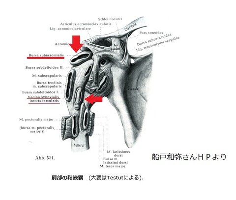 肩峰下滑液包