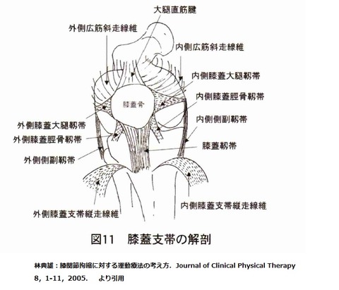 膝蓋大腿靭帯解剖