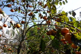 20171105touyou-02