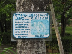 荒川自然公園ヤマナラシ幹