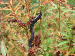 タコノアシにいた幼虫