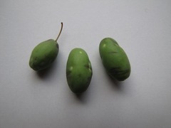 ウスギモクセイの実3