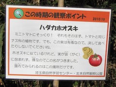 ハダカホオズキ立札
