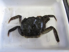 脱皮に失敗して死んだモクズガニ
