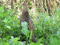 キジ♀3