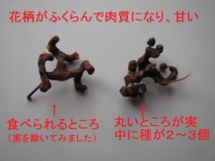 ケンポナシの実