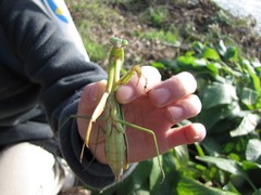 オオカマキリ1