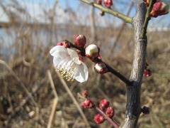 梅の花 1月26日