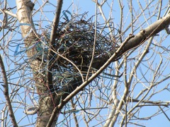 カラスの巣A