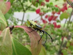 キバラヘリカメムシ幼虫