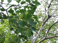 荒川自然公園ヤマナラシ葉