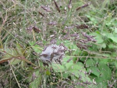 マユの中に茶色のさなぎ