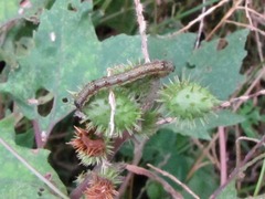 オオオナモミにいた虫(小)