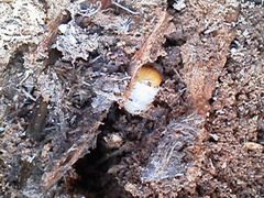クワガタの幼虫発見