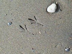 鳥の足跡