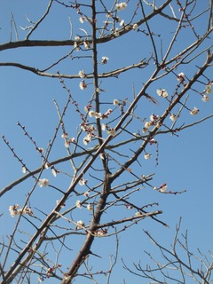 梅の木 1月26日
