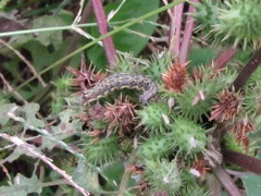 オオオナモミにいた虫(大)