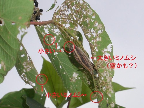 小さいミノムシと大きいミノムシ