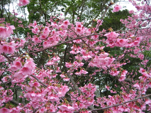 避寒桜