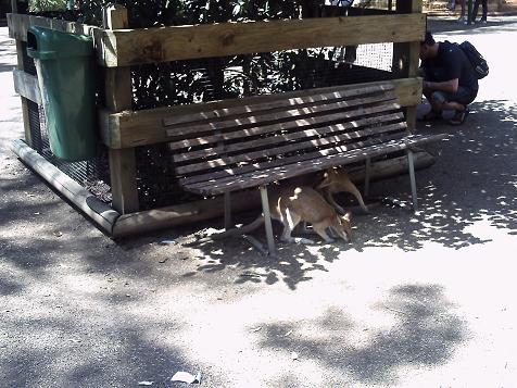 フェザール動物園