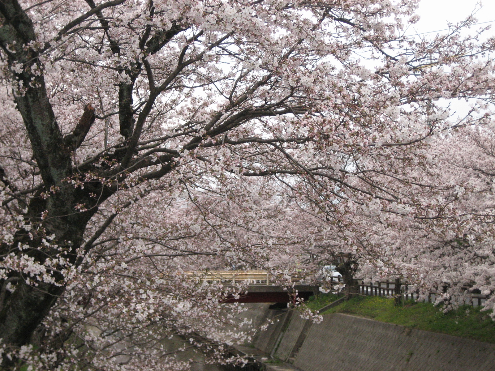 sakura