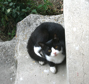hachi