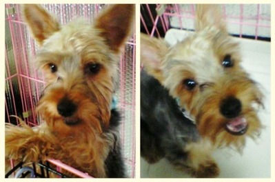 ジャンボヨーキー マロンの写真 ♫ : ☆ Aramoodo 雑記 ☆