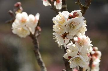 ume
