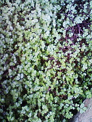 f0082794_8144526