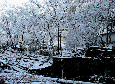 sakuragama01