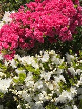 IMG_1357