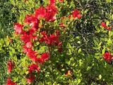 IMG_1371