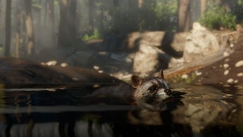野生動物(3)