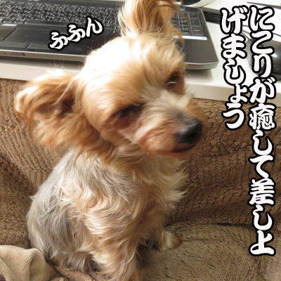 おじゃま犬2のコピー