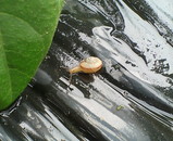 �����Ĥ��